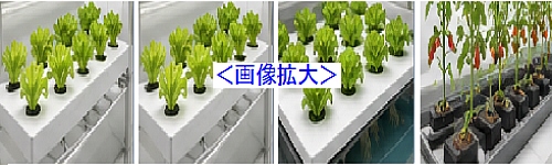 水耕栽培設備